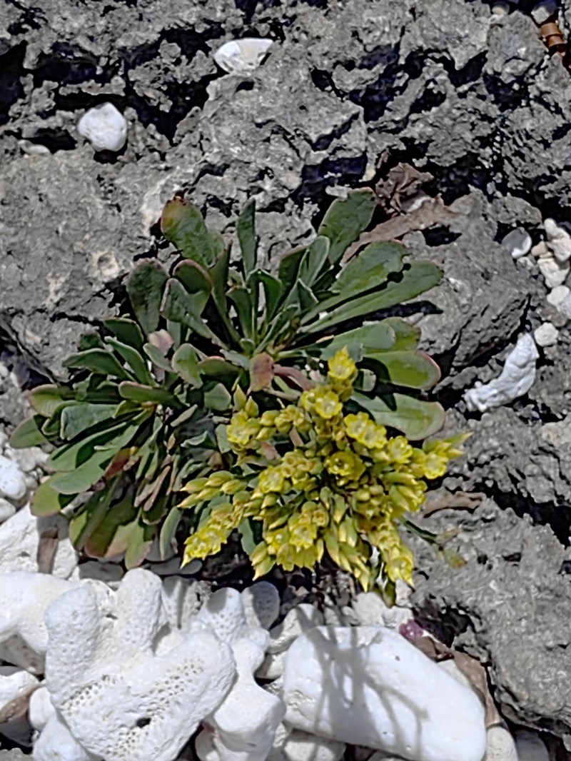 Limonium wrightii var. wrightii