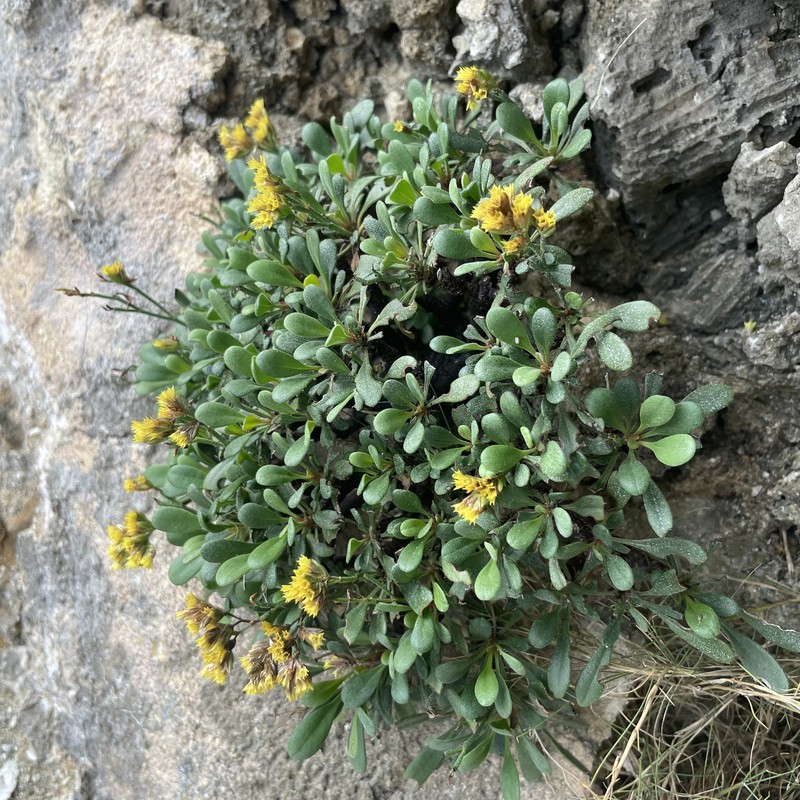 Limonium wrightii var. wrightii photo 2