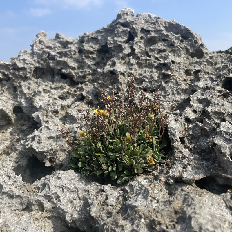 Limonium wrightii var. wrightii photo 3