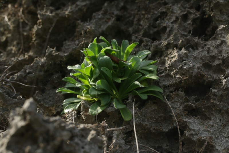 Limonium wrightii var. wrightii photo 4