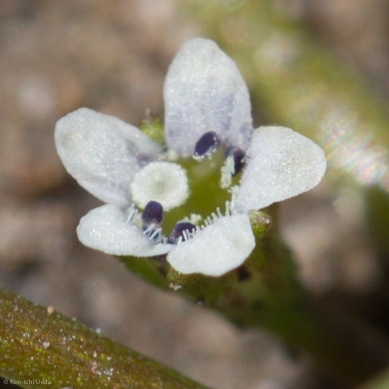 Owyhee Mudwort