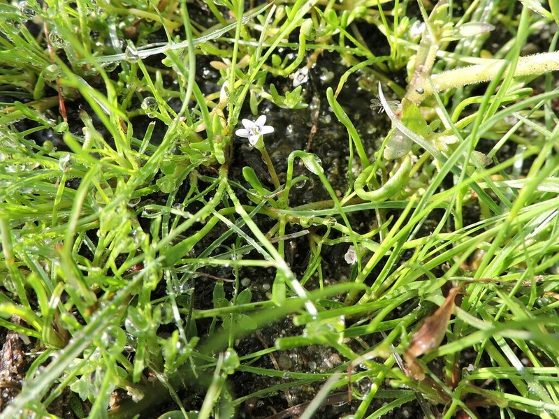 Owyhee Mudwort