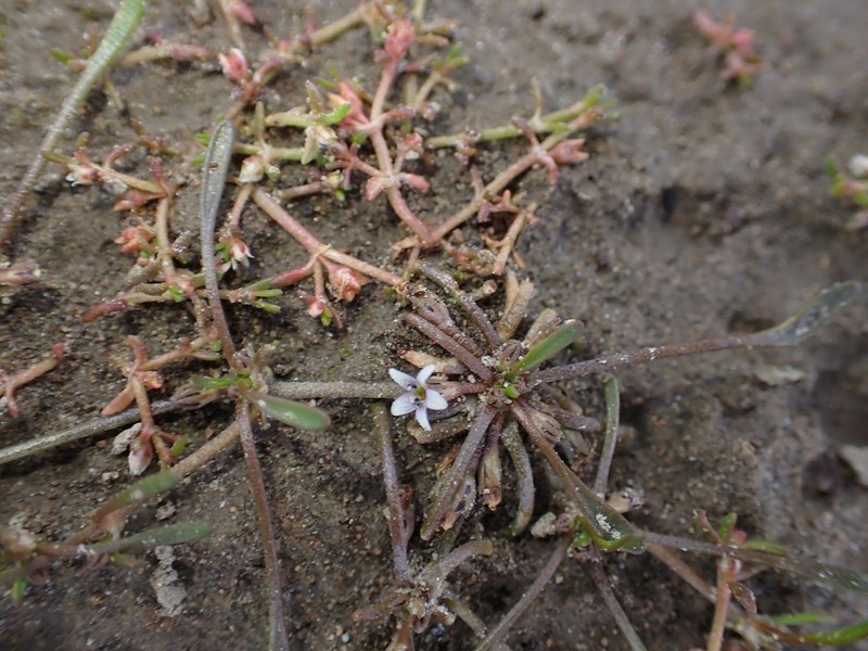 Owyhee Mudwort photo 2