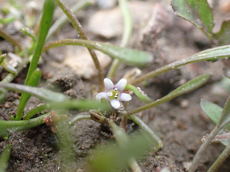 Owyhee Mudwort photo 3
