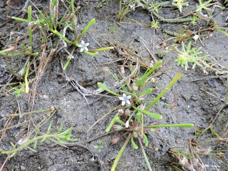Owyhee Mudwort photo 4
