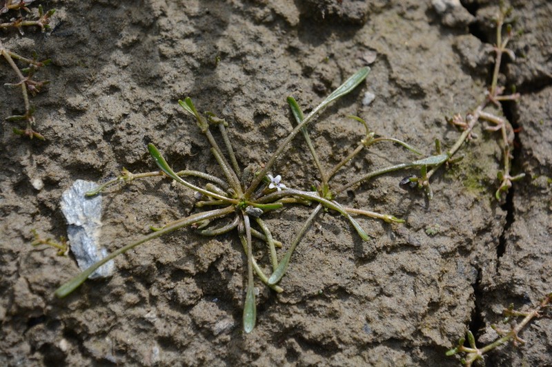Owyhee Mudwort photo 5