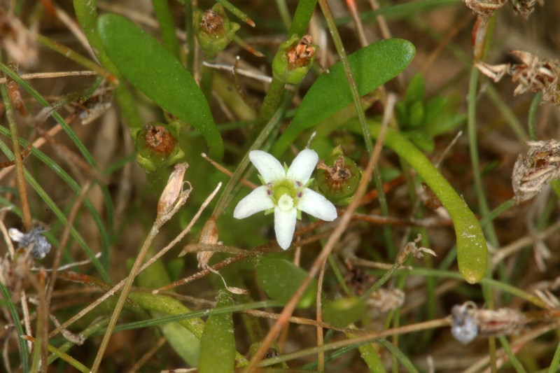 Owyhee Mudwort photo 6