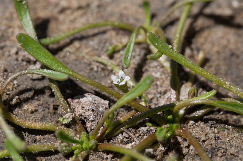 Owyhee Mudwort photo 7