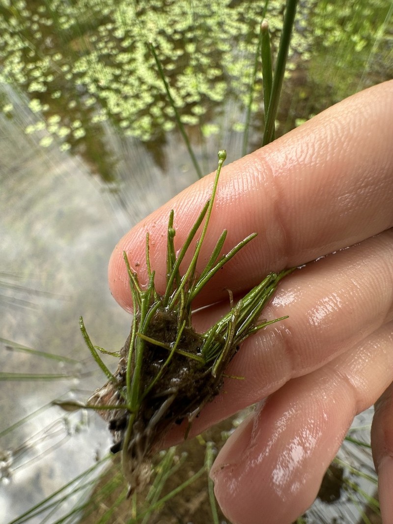 Owyhee Mudwort photo 8
