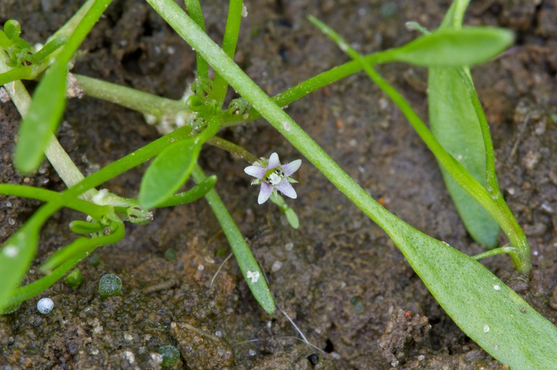 Water Mudwort