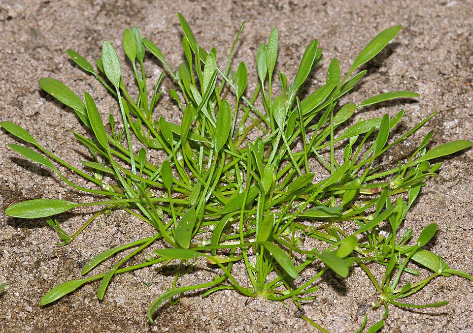Water Mudwort photo 5