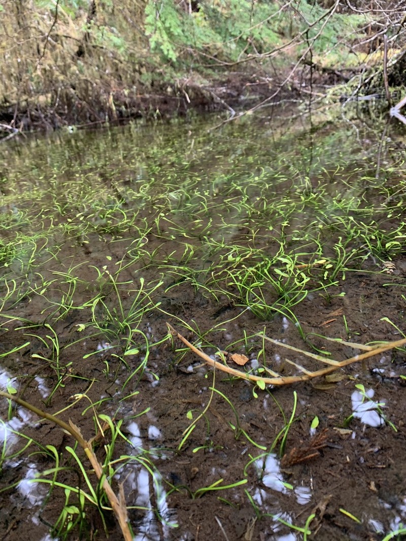 Water Mudwort photo 3