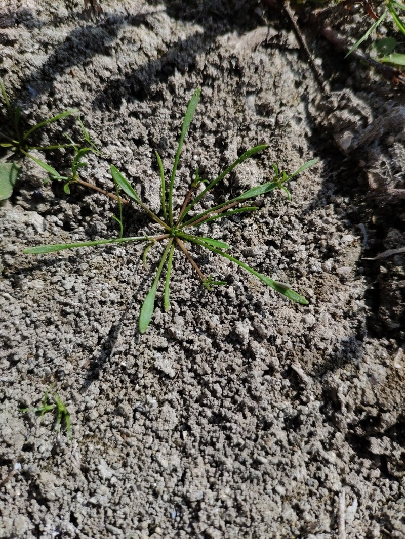 Water Mudwort photo 4