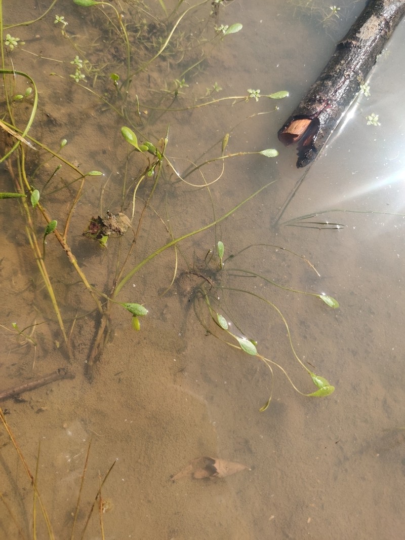 Water Mudwort photo 5