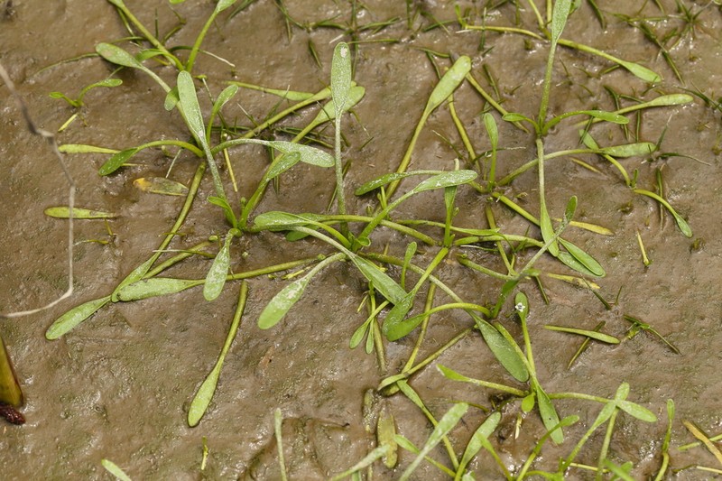 Water Mudwort photo 6