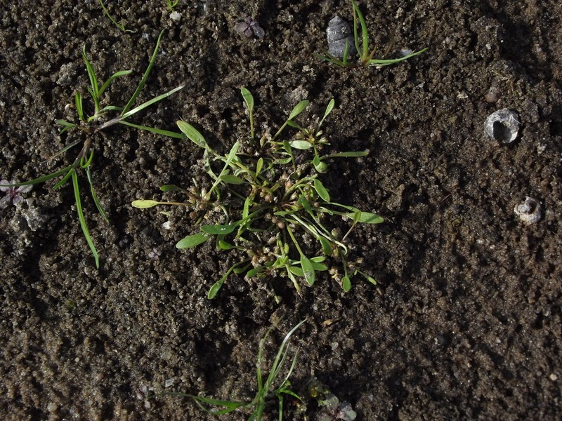 Water Mudwort photo 7