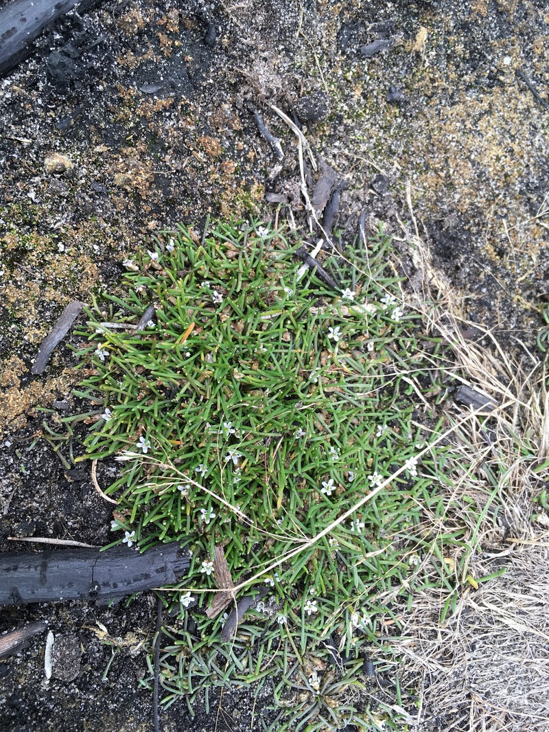 Welsh Mudwort photo 2