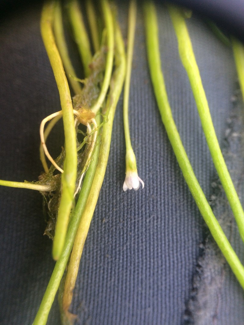 Welsh Mudwort photo 3