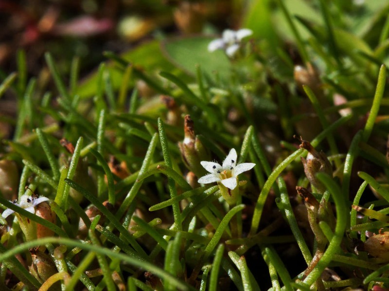 Welsh Mudwort photo 4
