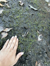 Welsh Mudwort