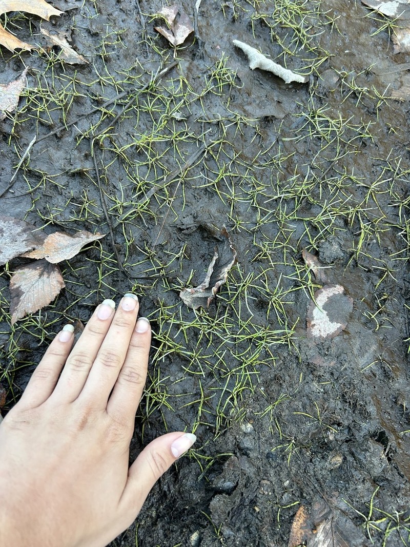 Welsh Mudwort