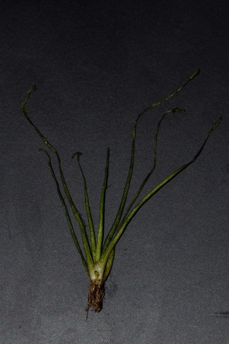 Welsh Mudwort photo 2