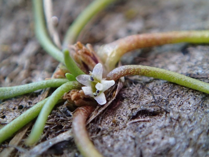 Welsh Mudwort photo 3