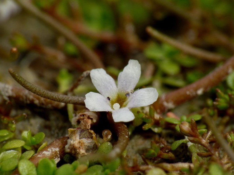 Welsh Mudwort photo 4