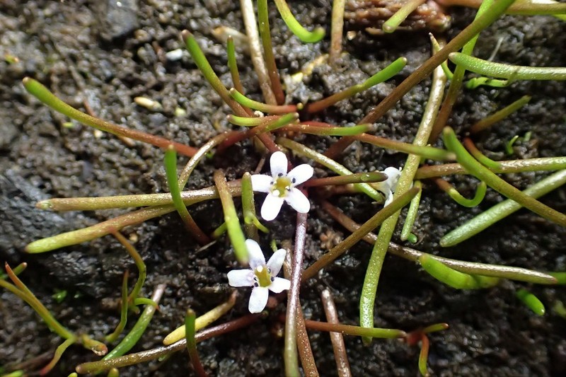 Welsh Mudwort photo 5