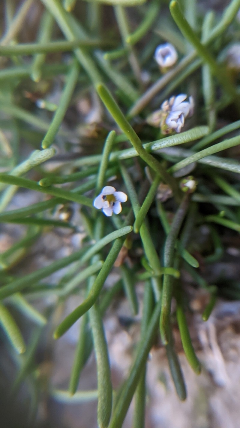 Welsh Mudwort photo 6