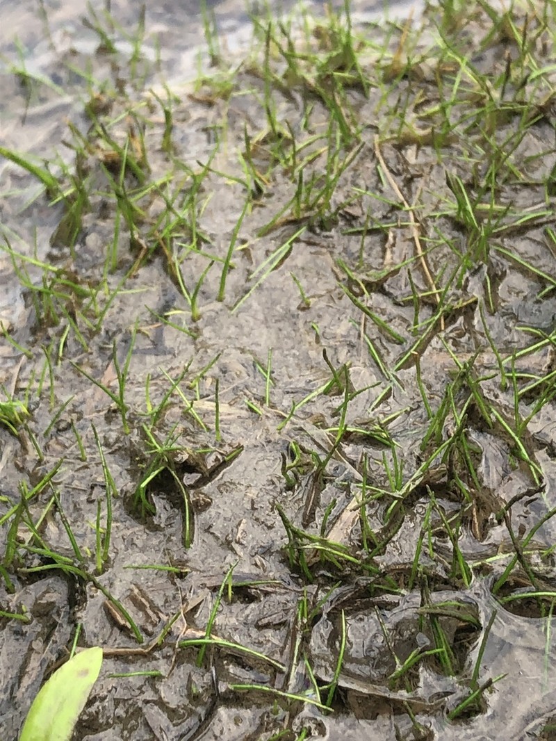 Welsh Mudwort photo 7