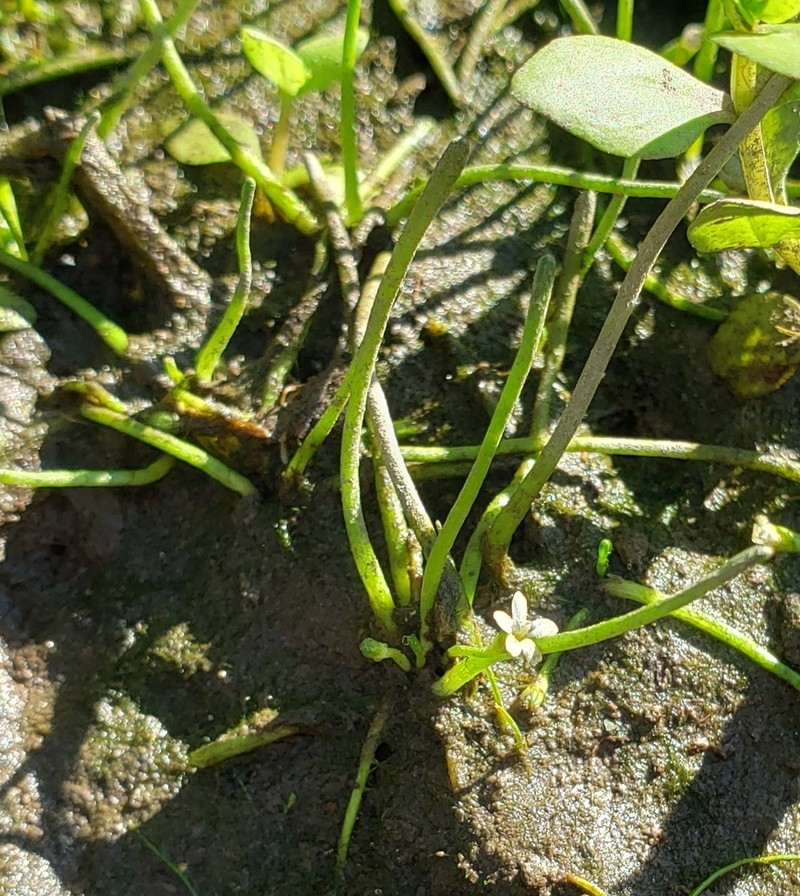 Welsh Mudwort photo 8
