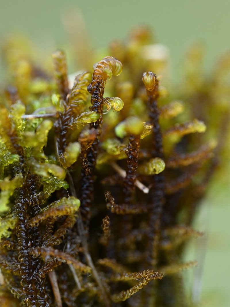 Cosson's Limprichtia Moss