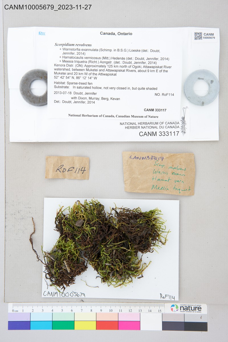 Limprichtia Moss photo 4