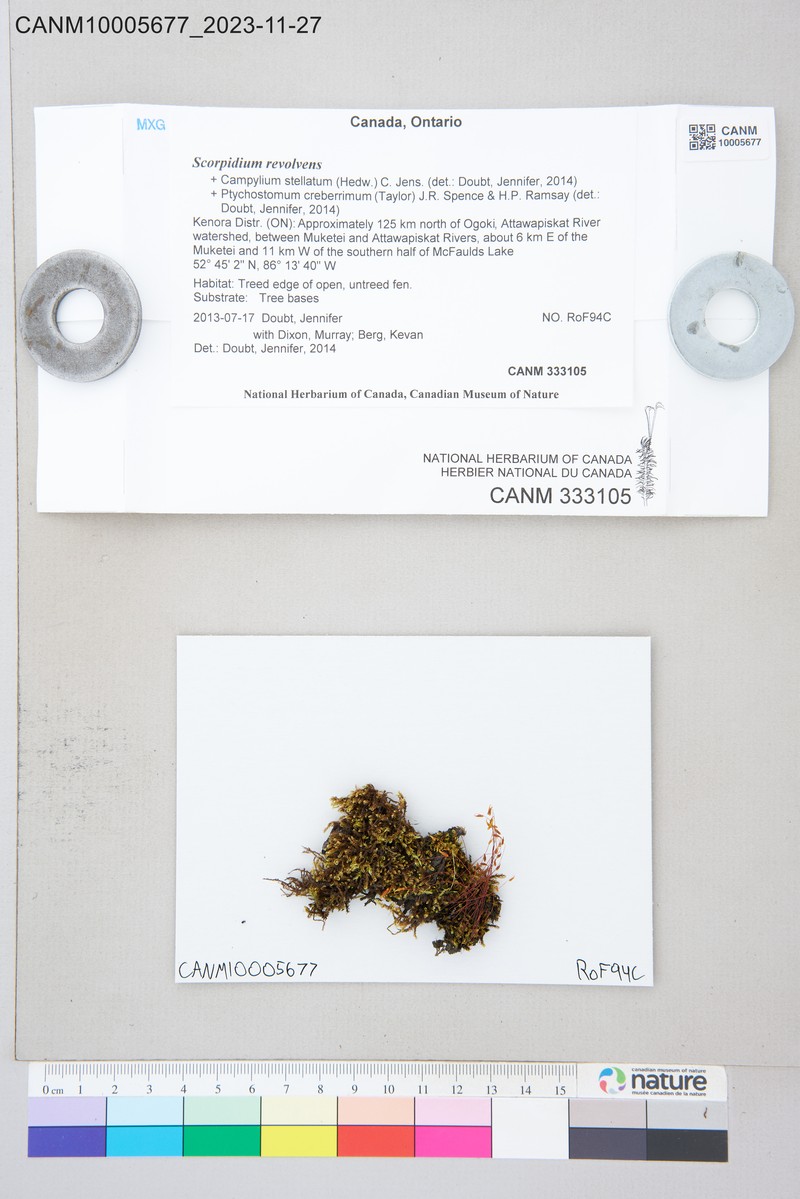 Limprichtia Moss photo 5
