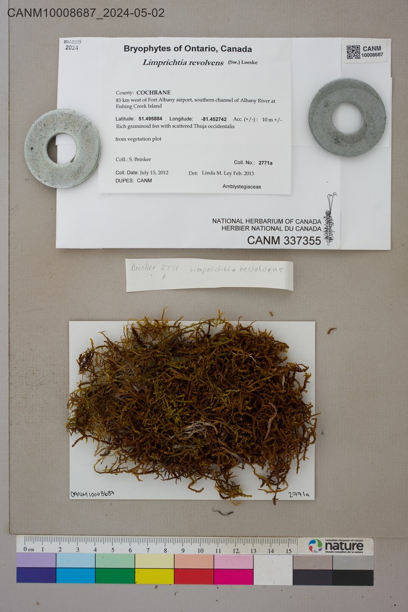 Limprichtia Moss photo 6