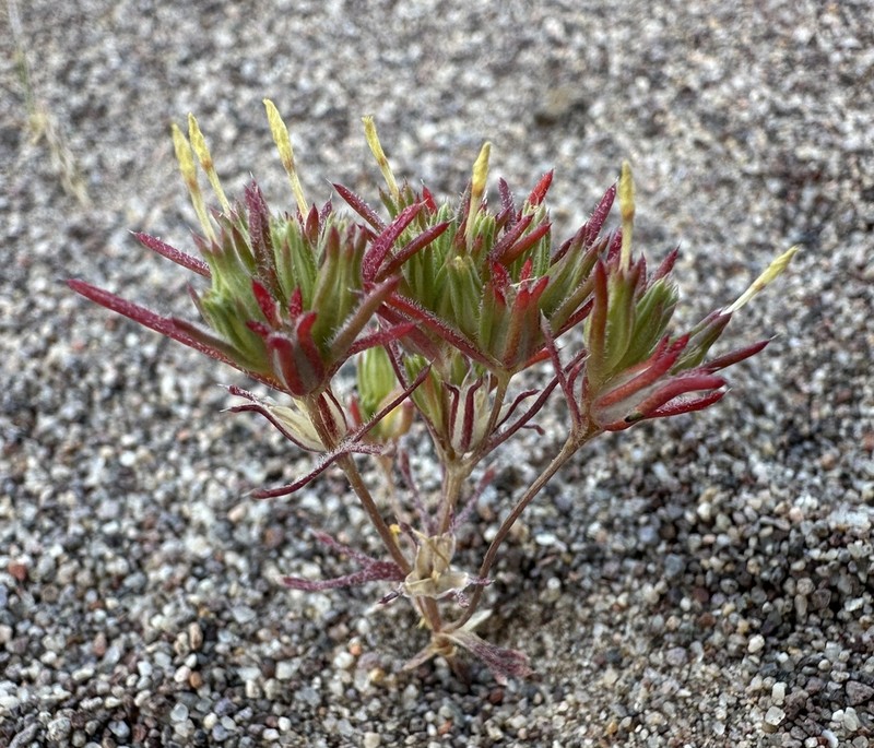 Sanddune Linanthus