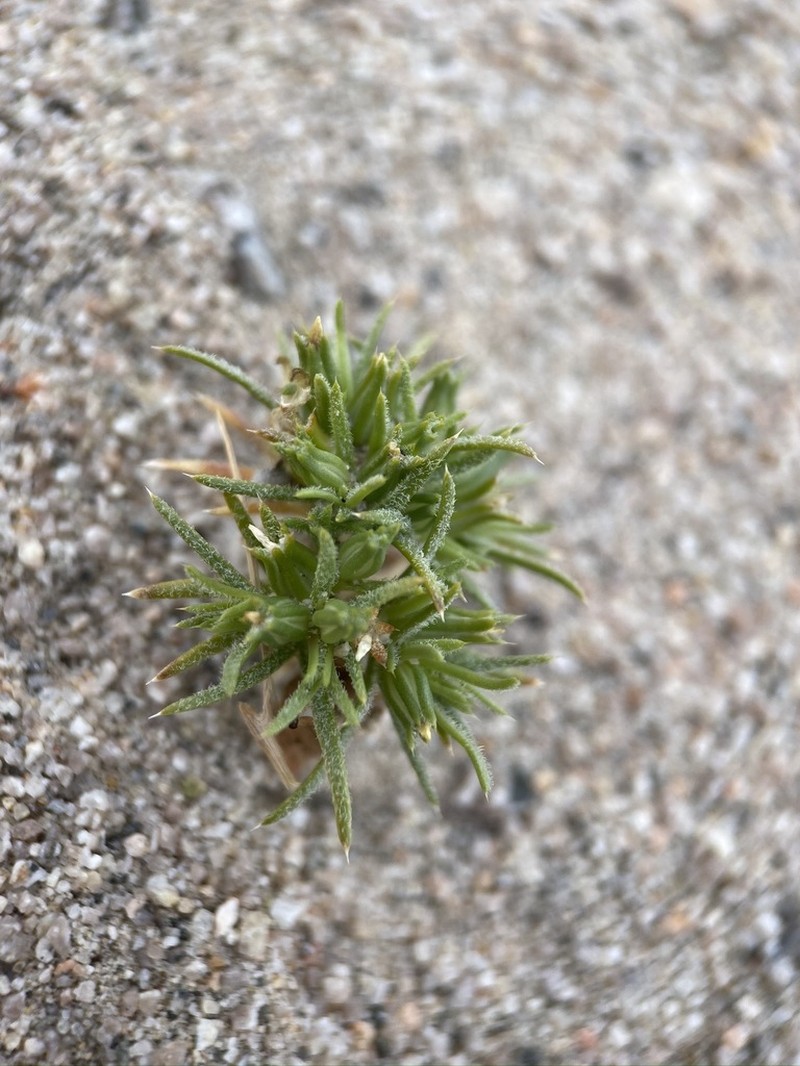 Sanddune Linanthus photo 2