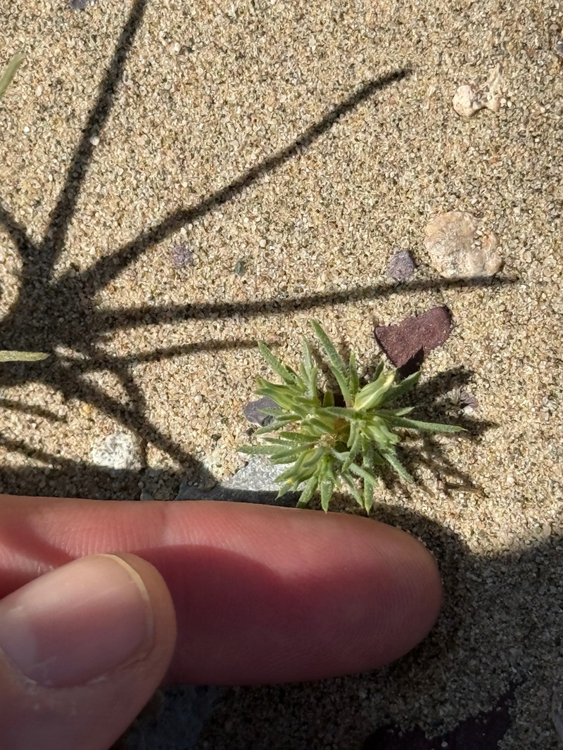 Sanddune Linanthus photo 3