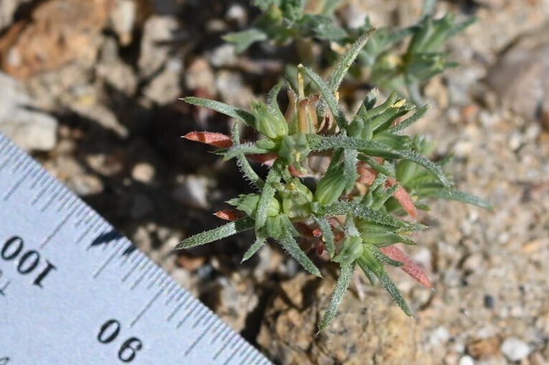 Sanddune Linanthus photo 4