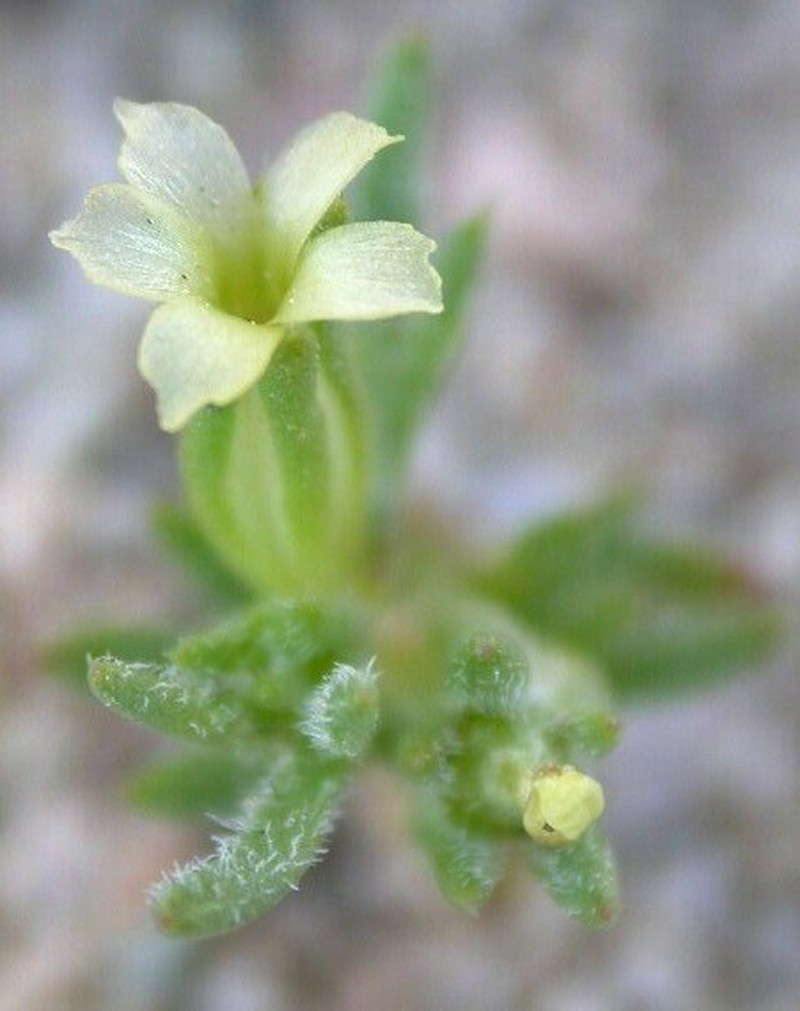 Sanddune Linanthus photo 5