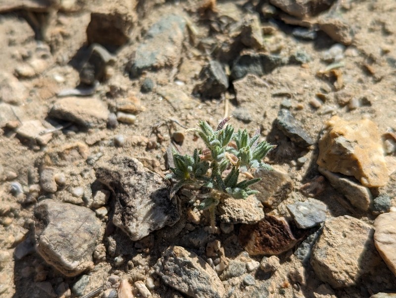 Sanddune Linanthus photo 6