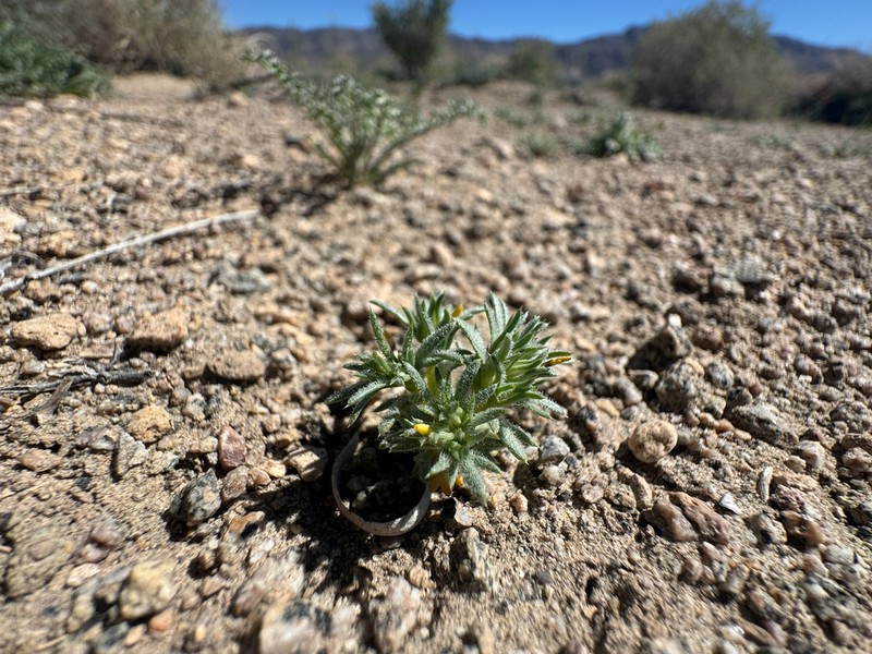 Sanddune Linanthus photo 7