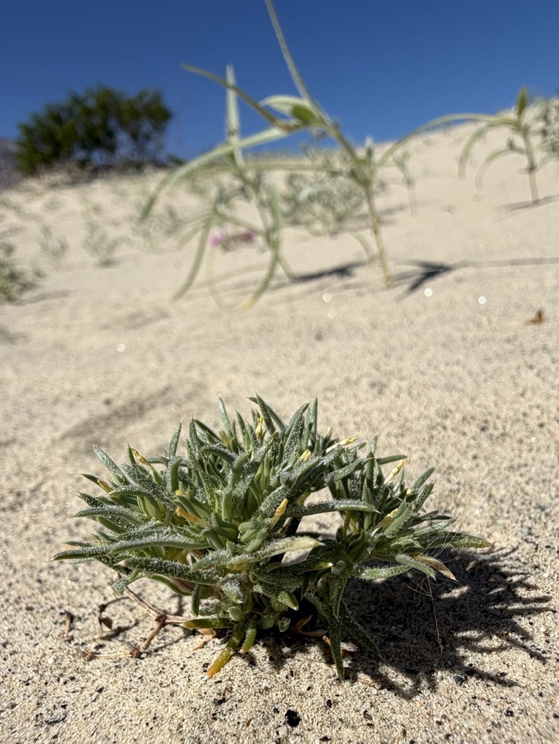 Sanddune Linanthus photo 8