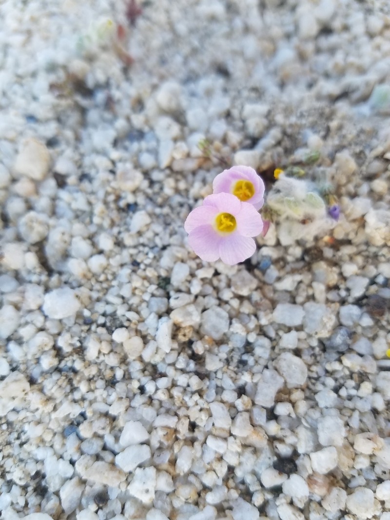 Desertbeauty