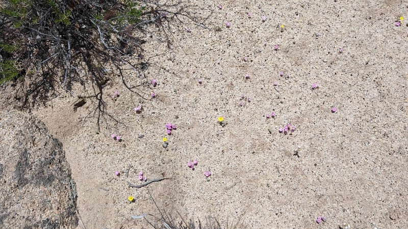 Desertbeauty photo 2