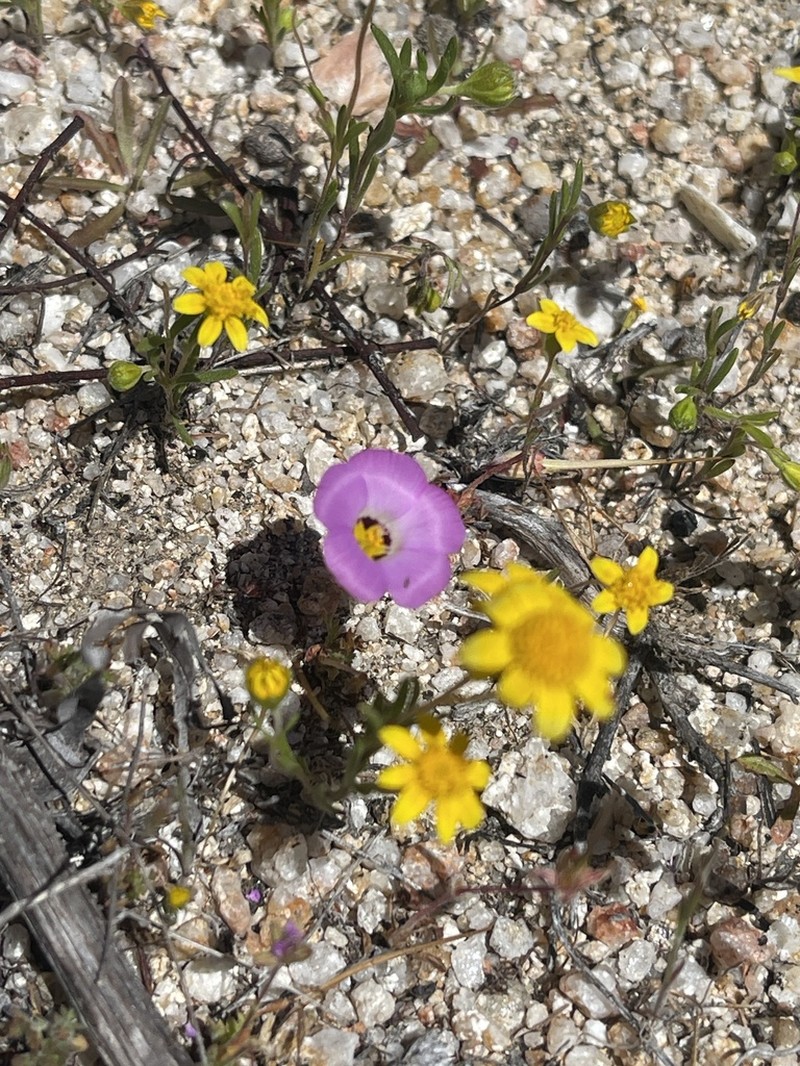 Desertbeauty photo 3