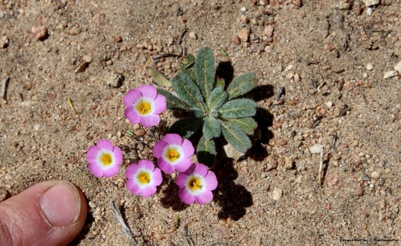 Desertbeauty photo 4