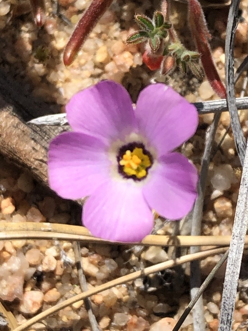 Desertbeauty photo 5