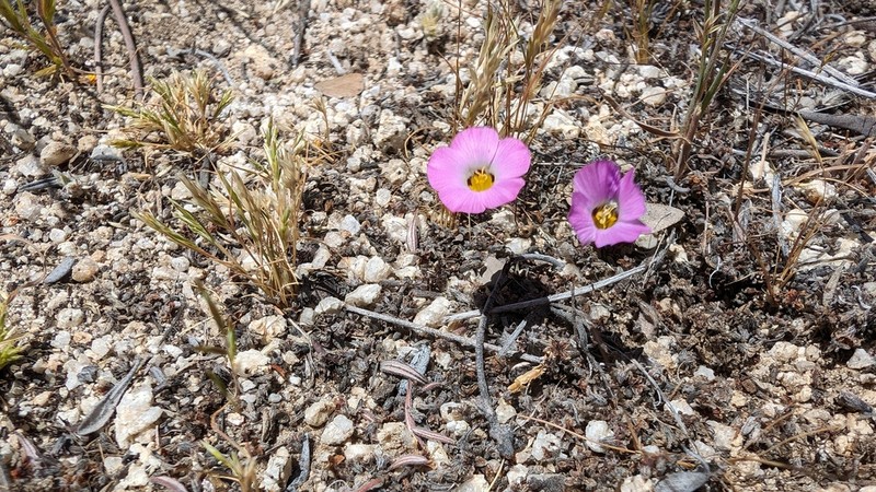 Desertbeauty photo 6